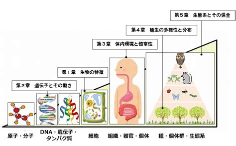 陽樹 陰樹 一覧 生物基礎|高校生物基礎「陽樹の植物を覚える 〜陰樹と陽樹のまとめ〜